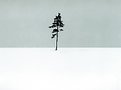 Picture Title - Solitude#1