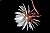 flor de una noche