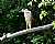 Black-Crowned Night Heron