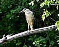 Picture Title - Black-Crowned Night Heron