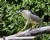 Black-Crowned Night Heron2