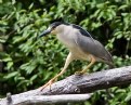 Picture Title - Black-Crowned Night Heron2