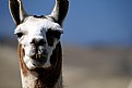 Picture Title - Llama 