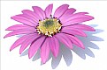 Picture Title - Cornflower