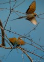 Picture Title - Bee-eater Excitement