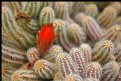 Picture Title - Cactus Bloom