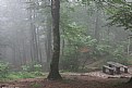 Picture Title - foggy forest