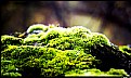 Picture Title - Mossy