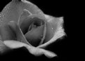 Picture Title - crystal rose