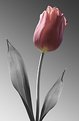 Picture Title - Spring Tulip