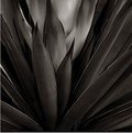 Picture Title - yucca in bloom