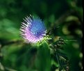 Picture Title - Thistle