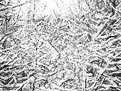 Picture Title - snowy branches