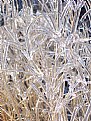 Picture Title - Winter Wild Grass