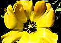 Picture Title - Yellow Tulip Macro