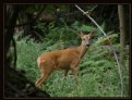 Picture Title - Red Deer