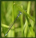 Picture Title - Damselfly