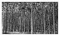 Picture Title - forest