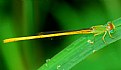 Picture Title - Damsel fly