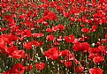 Picture Title - Sea of poppies