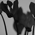 Picture Title - fumy cyclamen