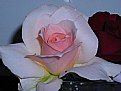Picture Title - La rosa