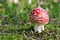 Picture Title - Magic Mushroom