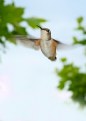 Picture Title - Female Rufous 2