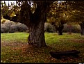 Picture Title - The tree and the bench