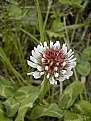 Picture Title - White Clover