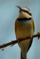 Picture Title - Bee-eater resting