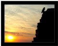 Picture Title - A solitary crow sits upon the city wall at sunset... 