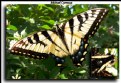 Picture Title - eastern tiger swallow tail