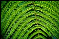 Picture Title - Fern 1
