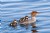 Merganser with Chicks1