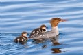 Picture Title - Merganser with Chicks1