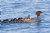 Merganser with Chicks2