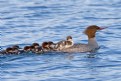 Picture Title - Merganser with Chicks2