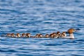 Picture Title - Merganser with Chicks3