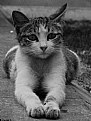 Picture Title - proud