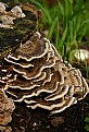 Picture Title - Fungus