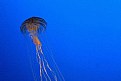 Picture Title - jellyfish