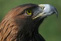 Picture Title - Andi -- Golden Eagle