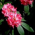 Picture Title - Rhododendrons in Clingendael