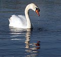 Picture Title - Swan Lake