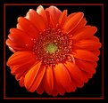 Picture Title - Gerbera