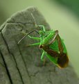 Picture Title - Hawthorn Shield Bug