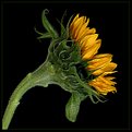 Picture Title - Girasol