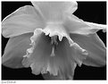Picture Title - Zeus' Daffodil