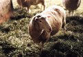 Picture Title - Sheep